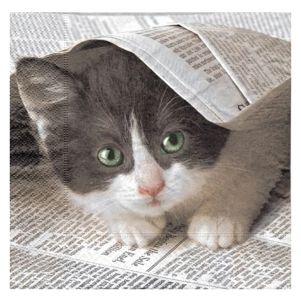 Serwetka - kot w gazecie