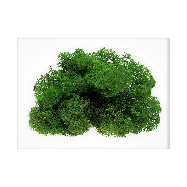 Mech Reniferowy glicerynowany - Ciemny zielony 25 gramów